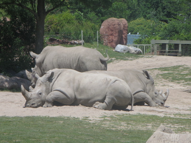 African Savanna-White Rhinoceros