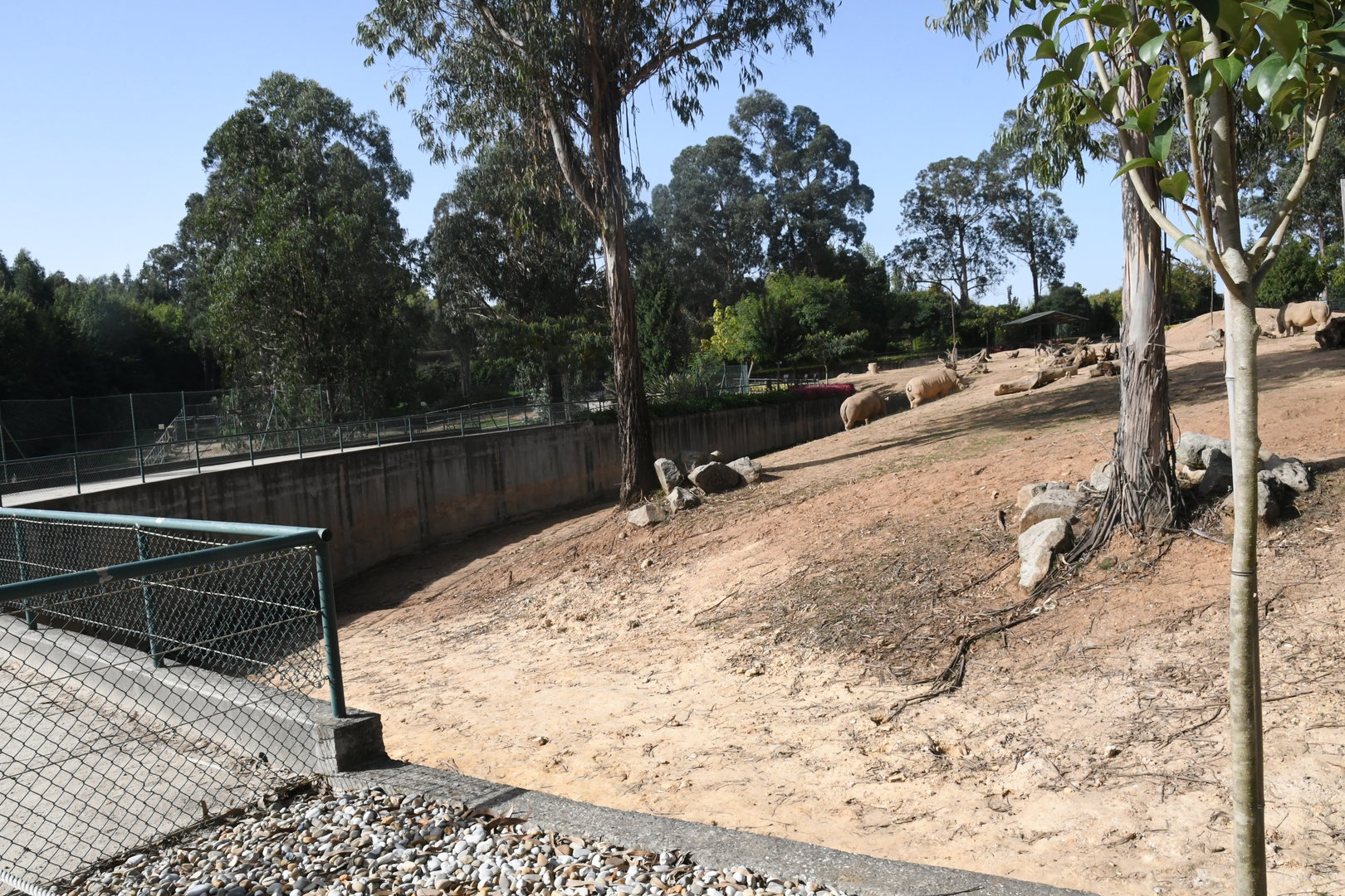 African Savanna (White Rhinos and Plains Zebras)