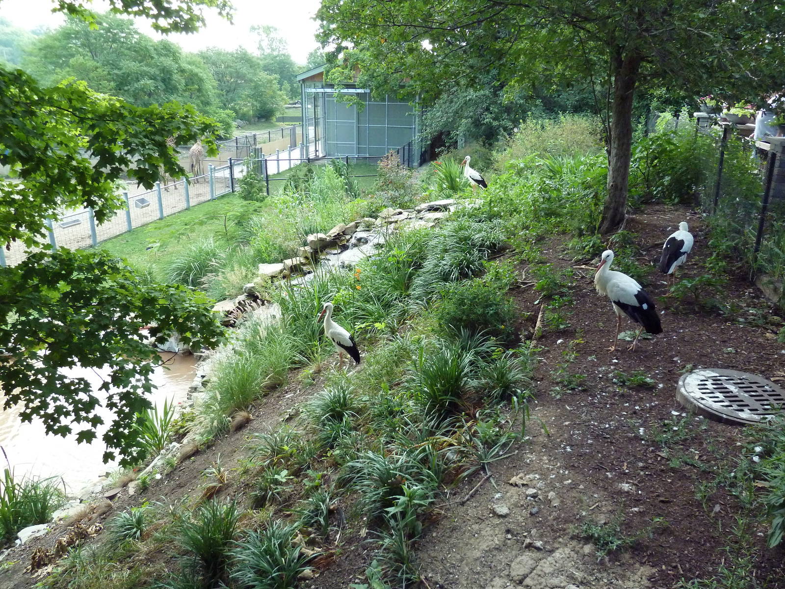 African Savanna - White Storks