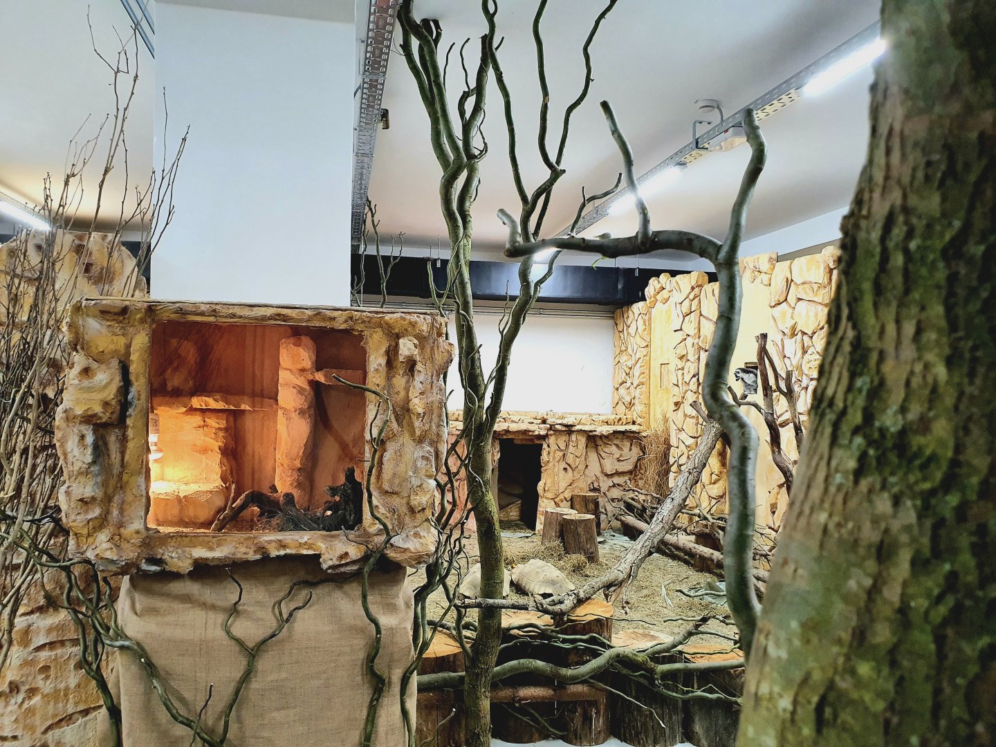 African Savanna with Aspidelaps lubricus Terrarium