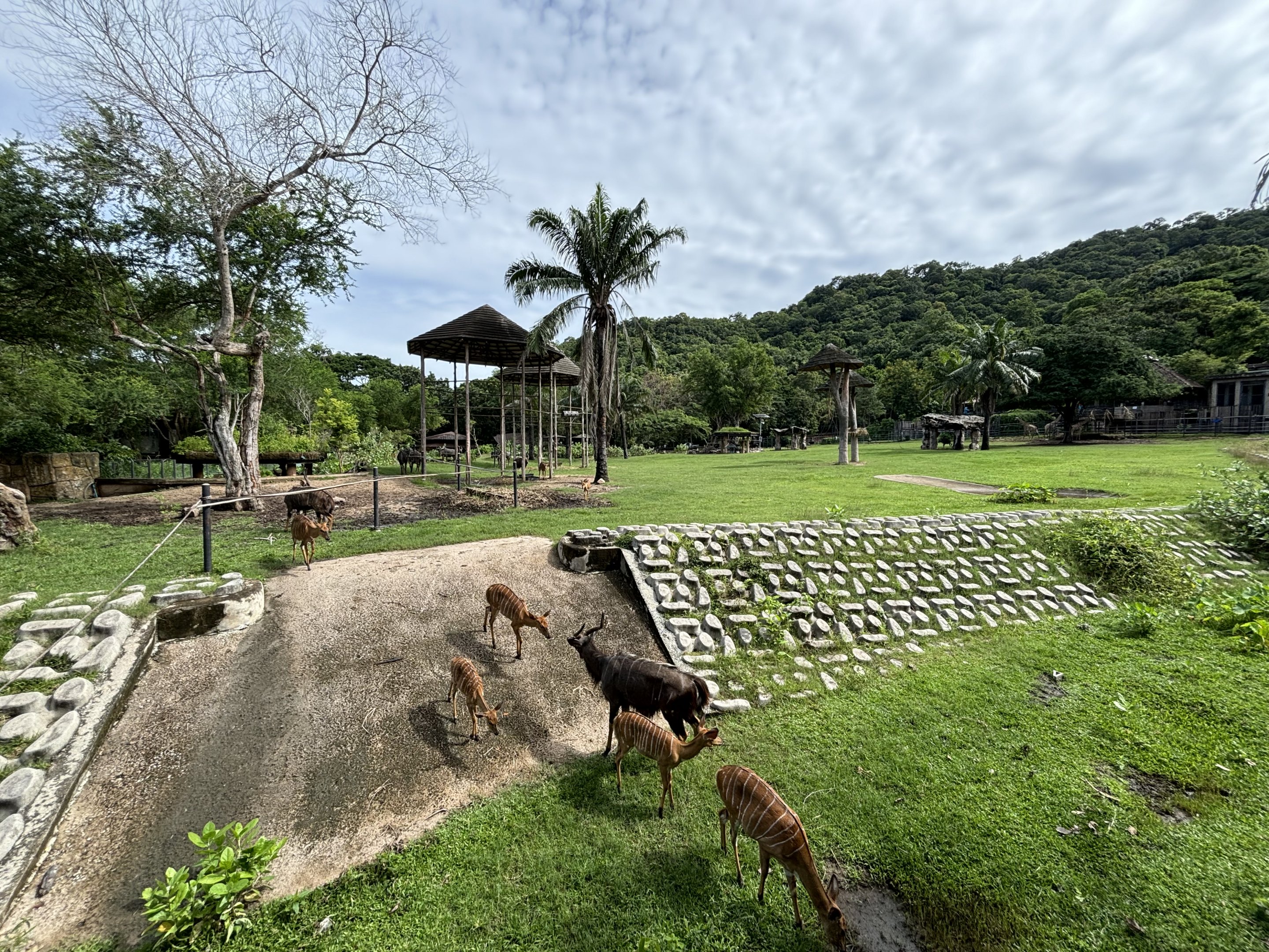 African Savanna - with jungle backdrop