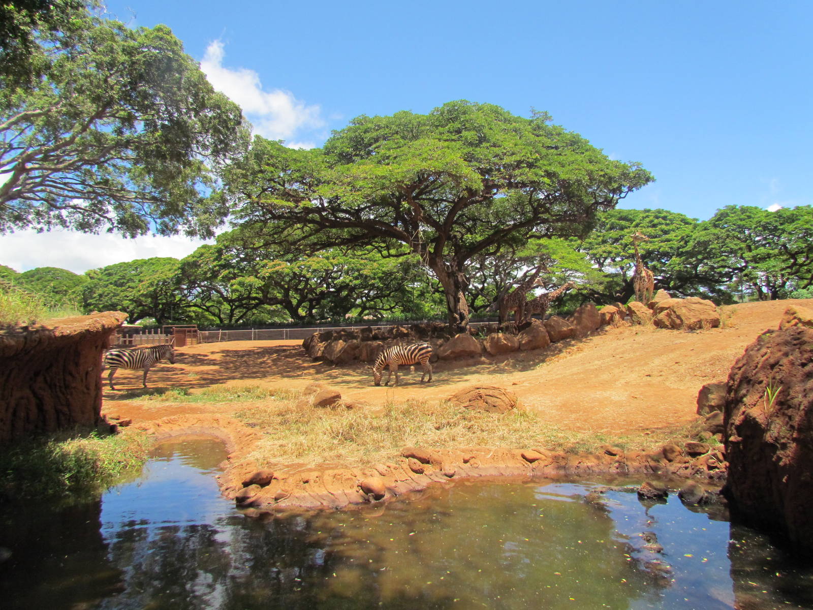 African Savanna - Zebra and Giraffe Exhibit