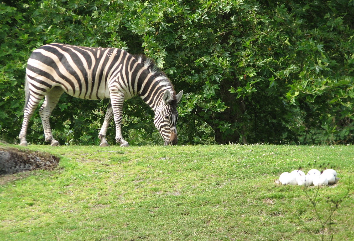 African Savanna - Zebra and Ostrich Eggs