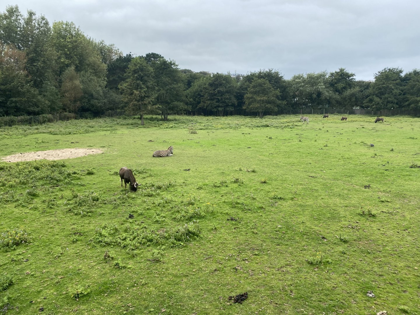 African Savannah 070920