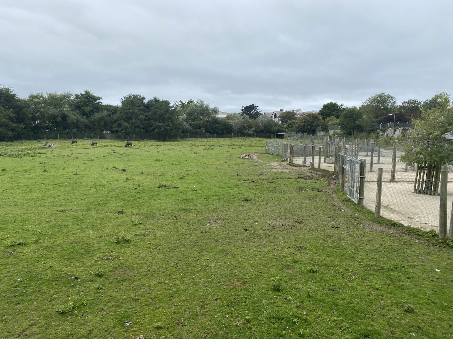 African Savannah 070920