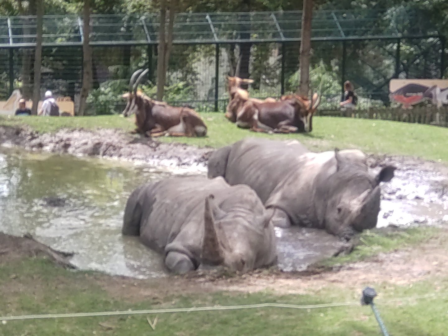 African savannah 13/8/23