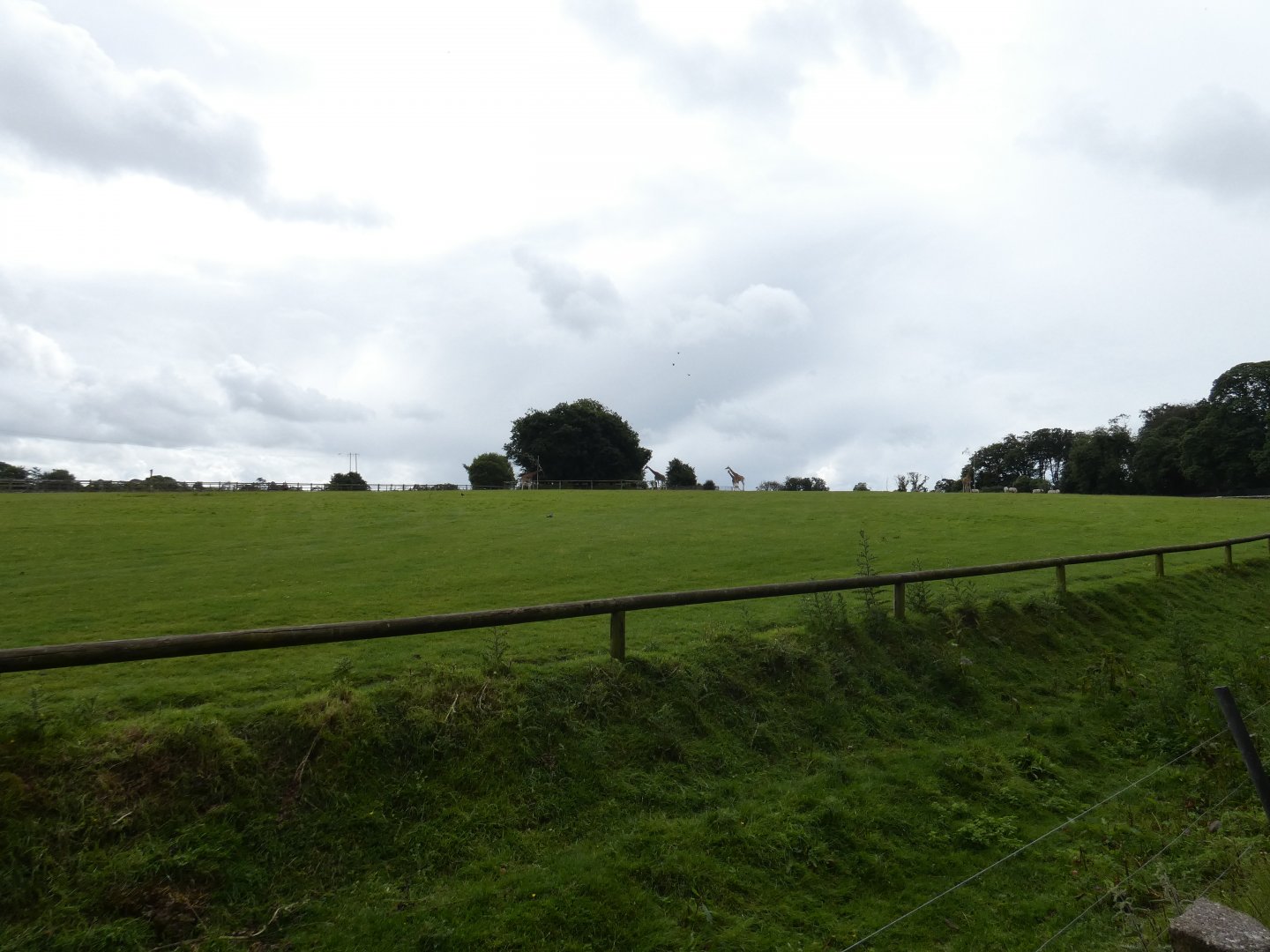 African savannah (2)