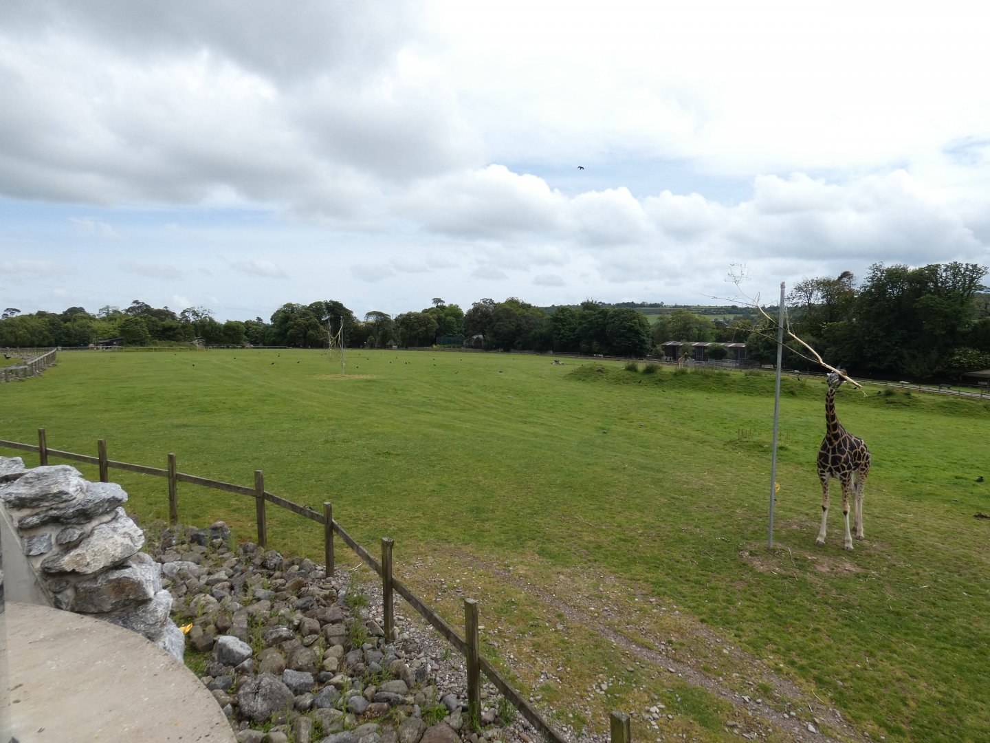 African savannah (3)