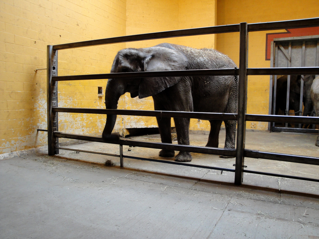 African Savannah - African Elephant