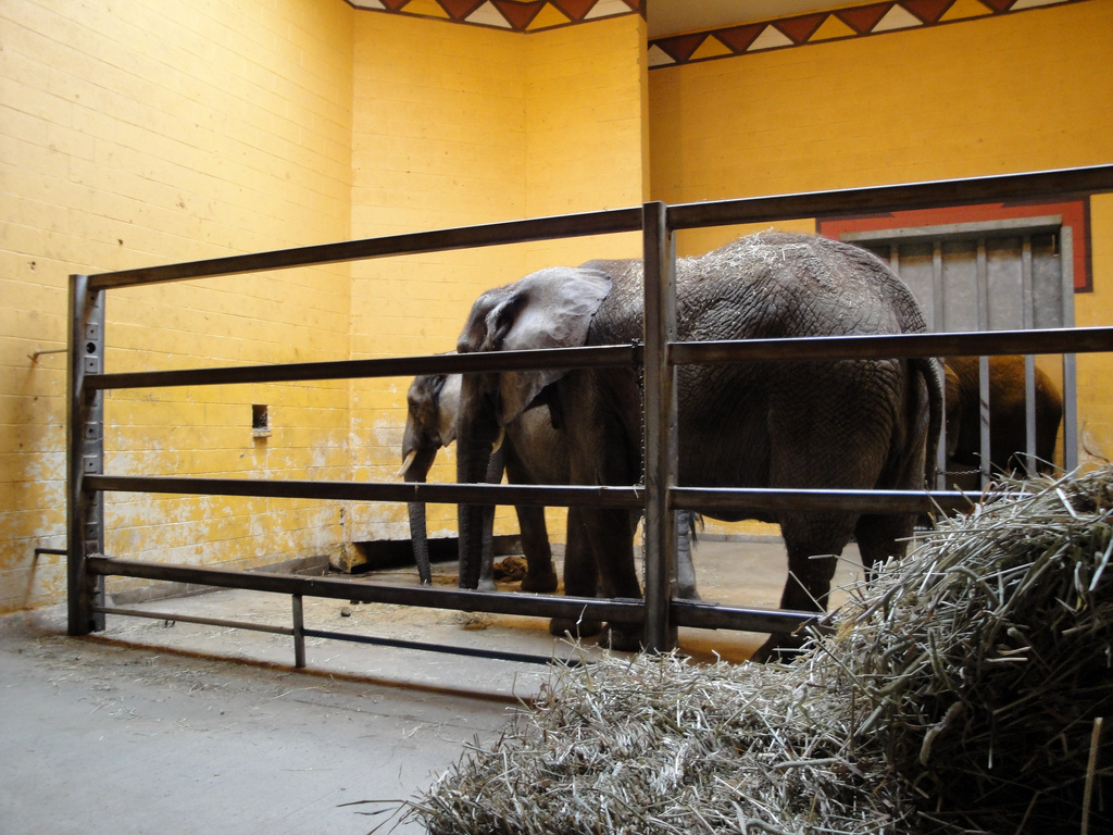 African Savannah - African Elephants