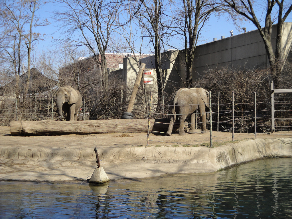 African Savannah - African Elephants