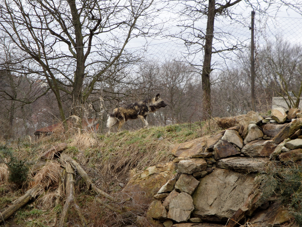 African Savannah - African Wild Dog
