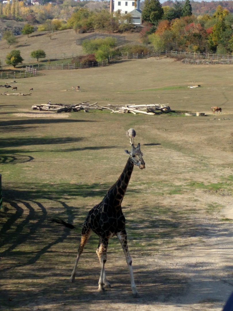 African Savannah and Giraffe Zoo Praha 2018