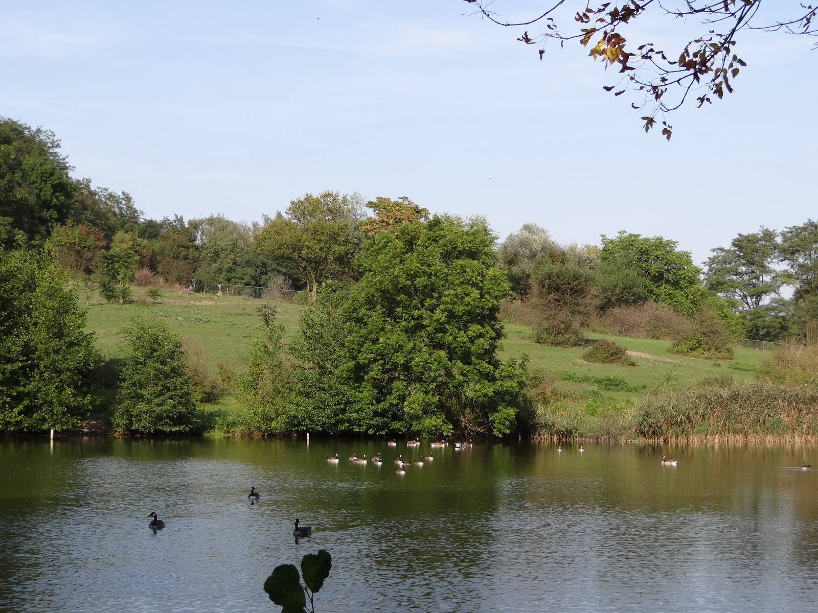 African savannah and pond