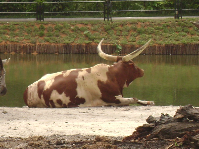 African Savannah-Ankole Cattle