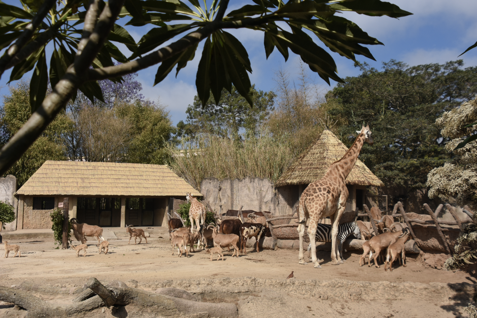 African Savannah area