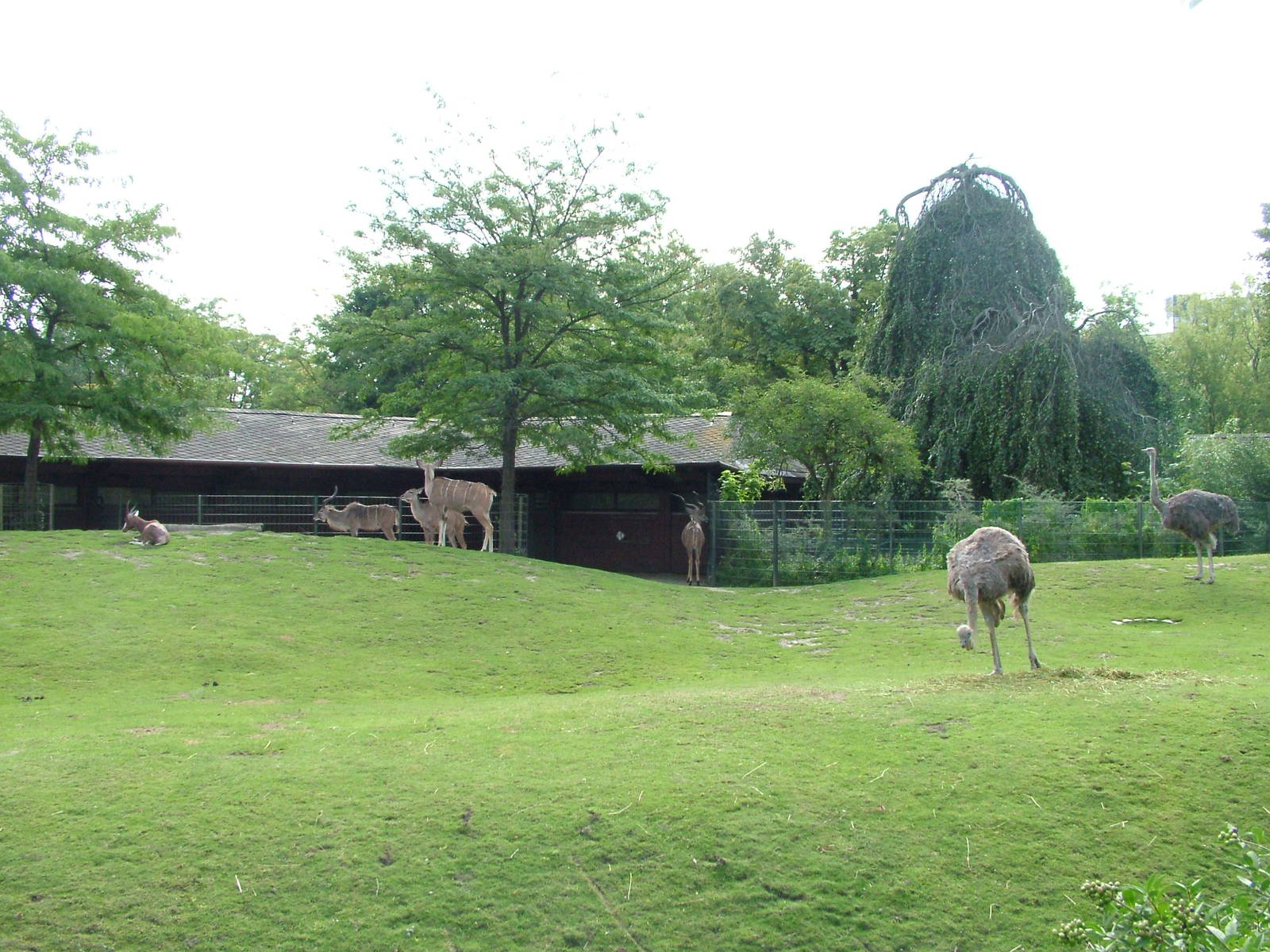 African Savannah at Berlin Zoo, 31/08/11