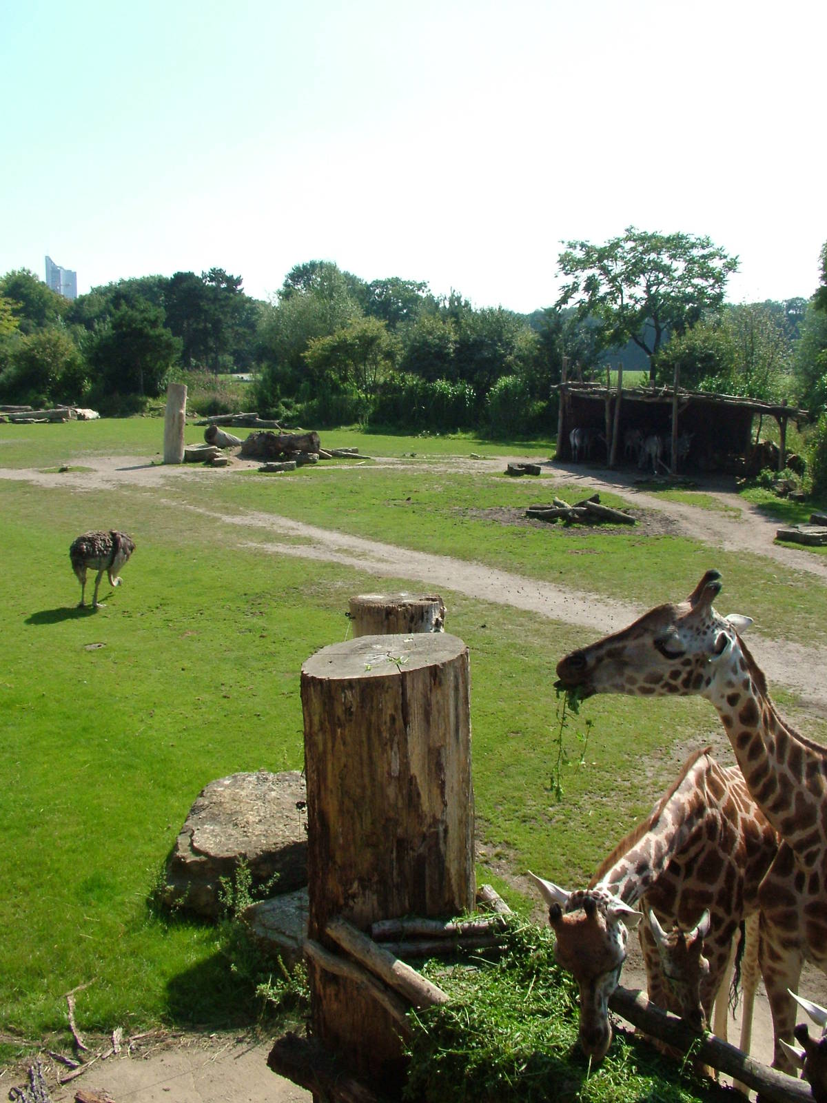 African Savannah at Leipzig, 02/09/11