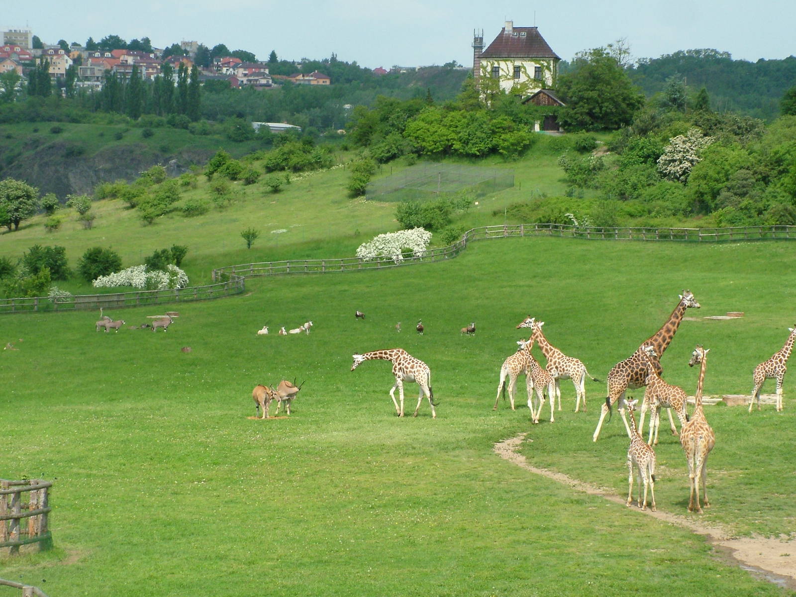 African Savannah at Prague, 24/05/10