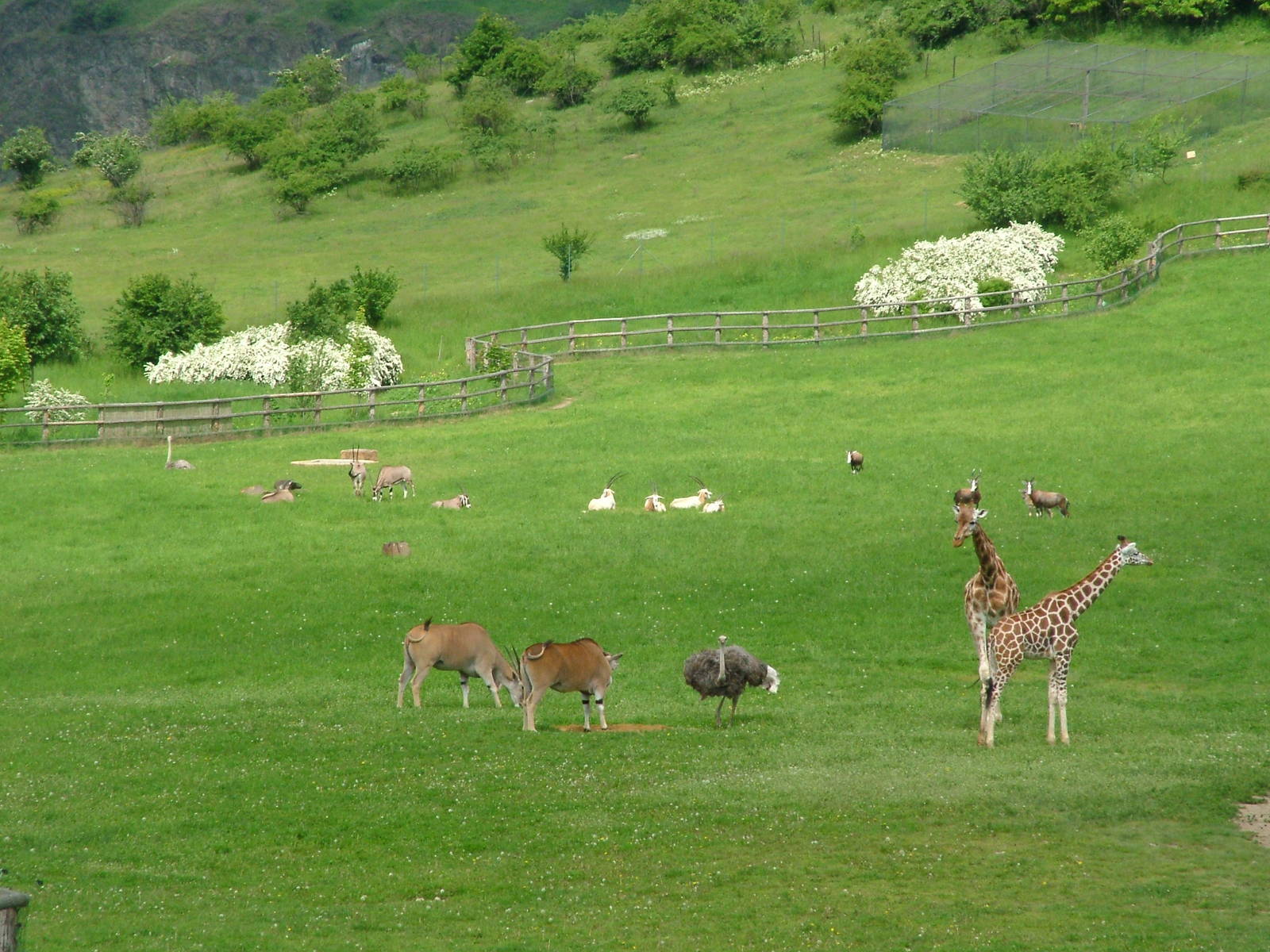 African Savannah at Prague, 24/05/10