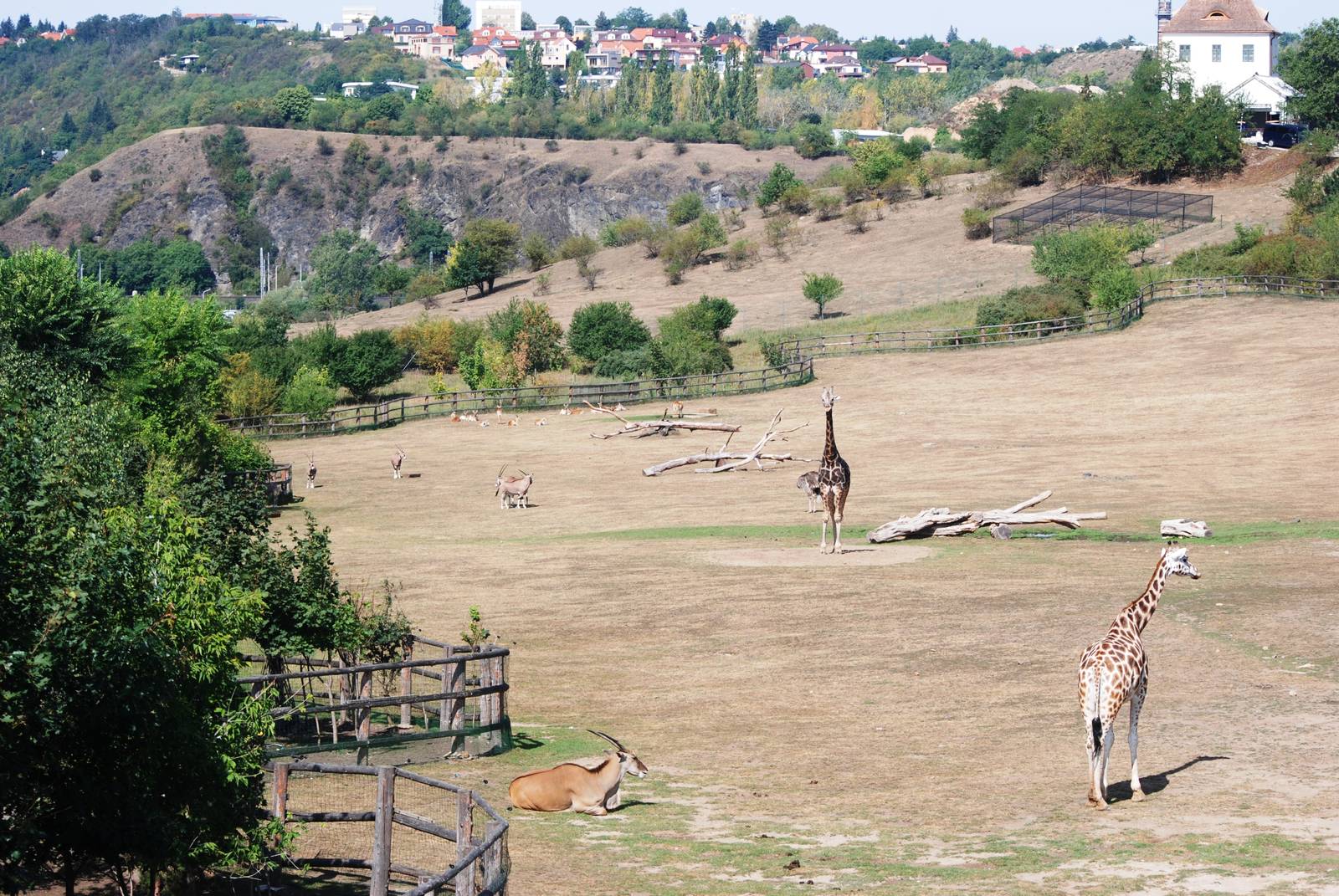 African Savannah at Prague, 25/08/12