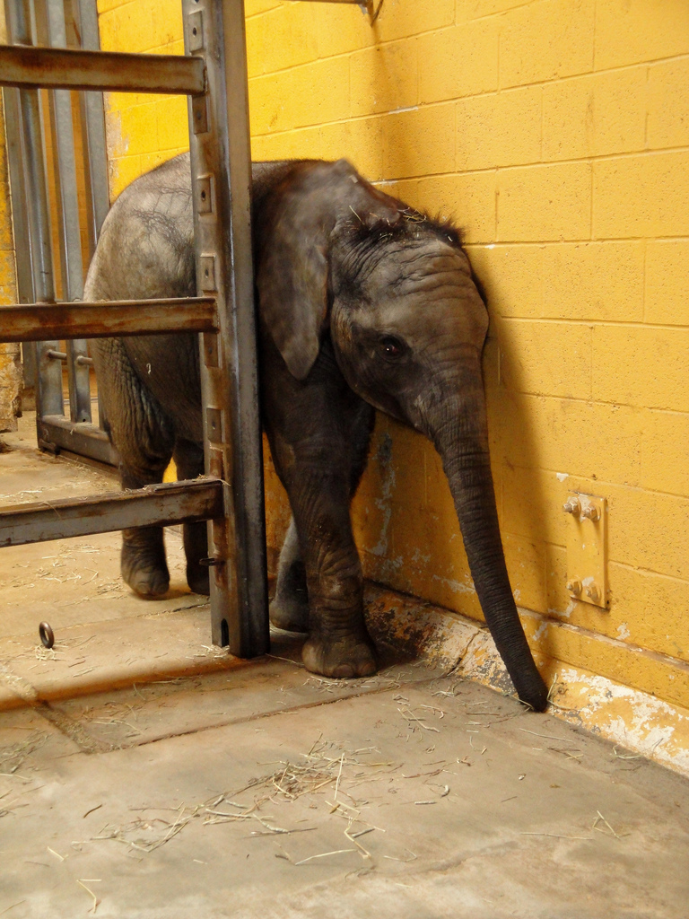 African Savannah - Baby African Elephant