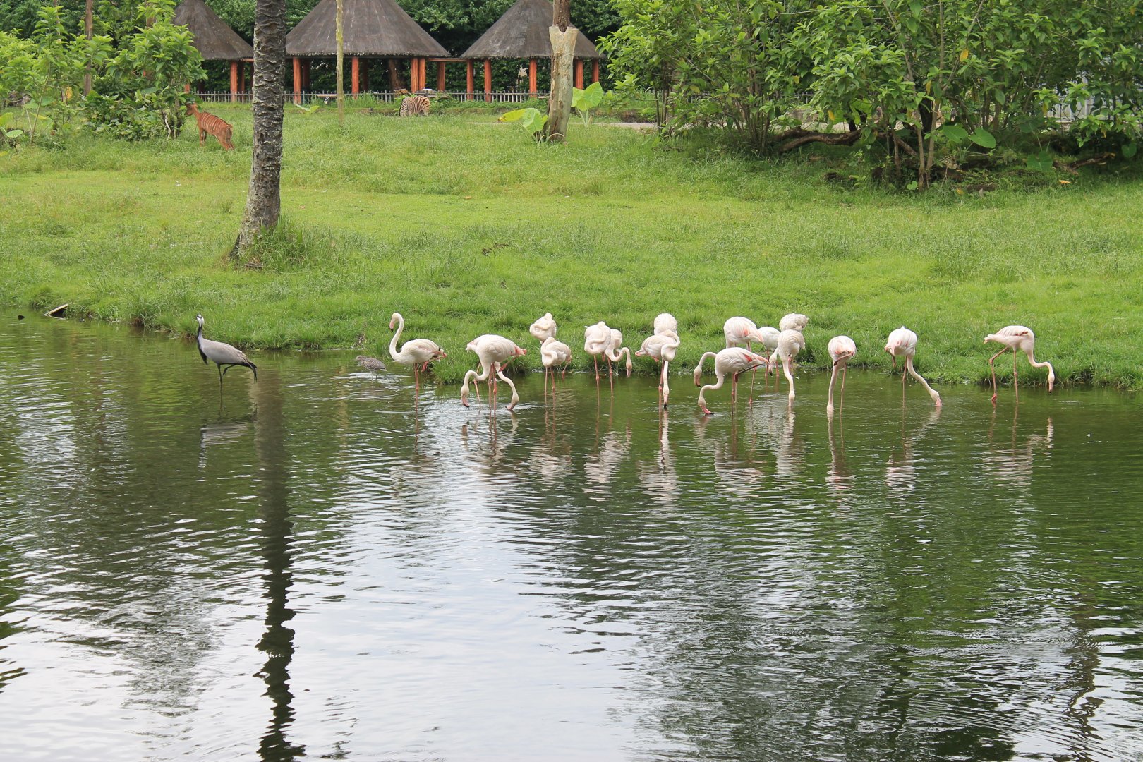 African Savannah birds
