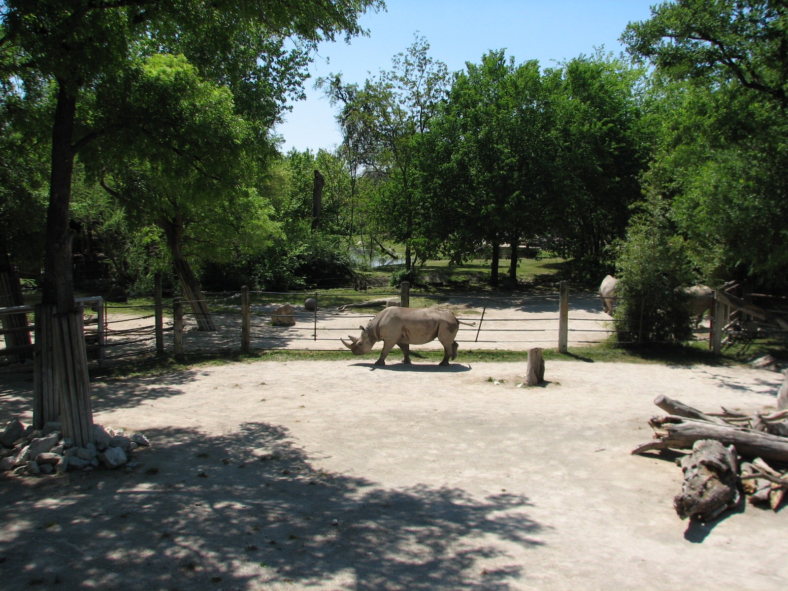 African Savannah - Black Rhino Exhibit