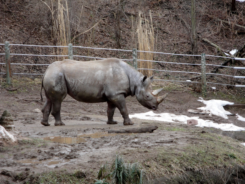 African Savannah - Black Rhinoceros