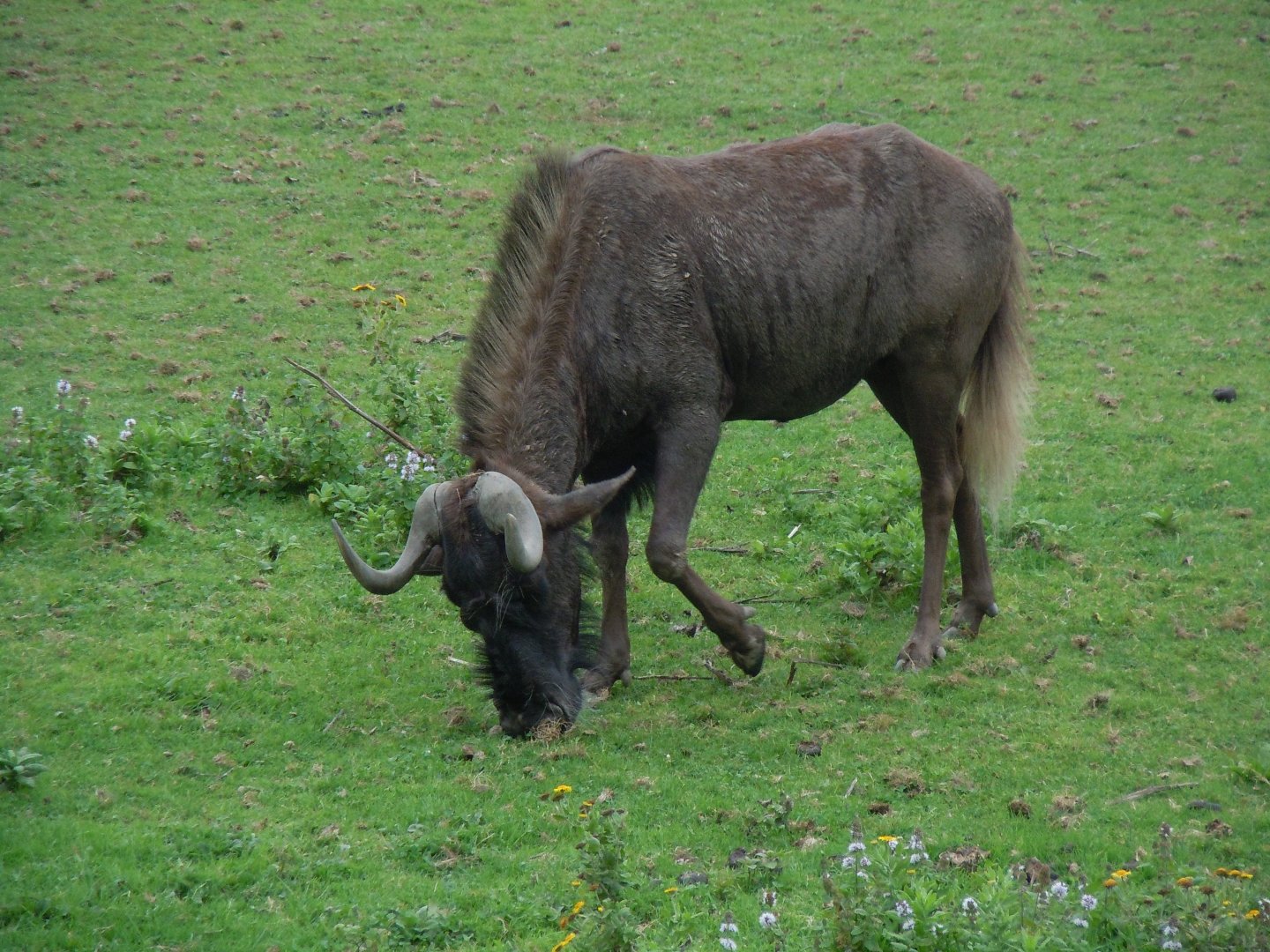 African Savannah - Black wildebeest 070920