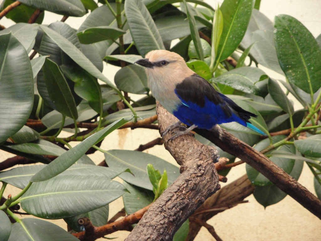 African Savannah - Blue-bellied Roller