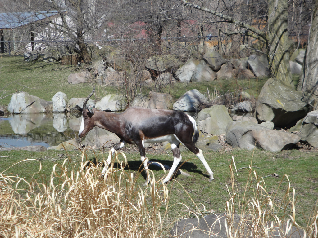 African Savannah - Bontebok