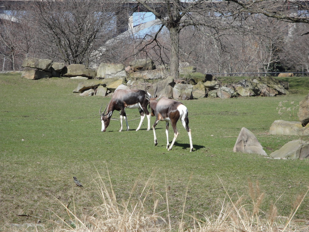 African Savannah - Bontebok