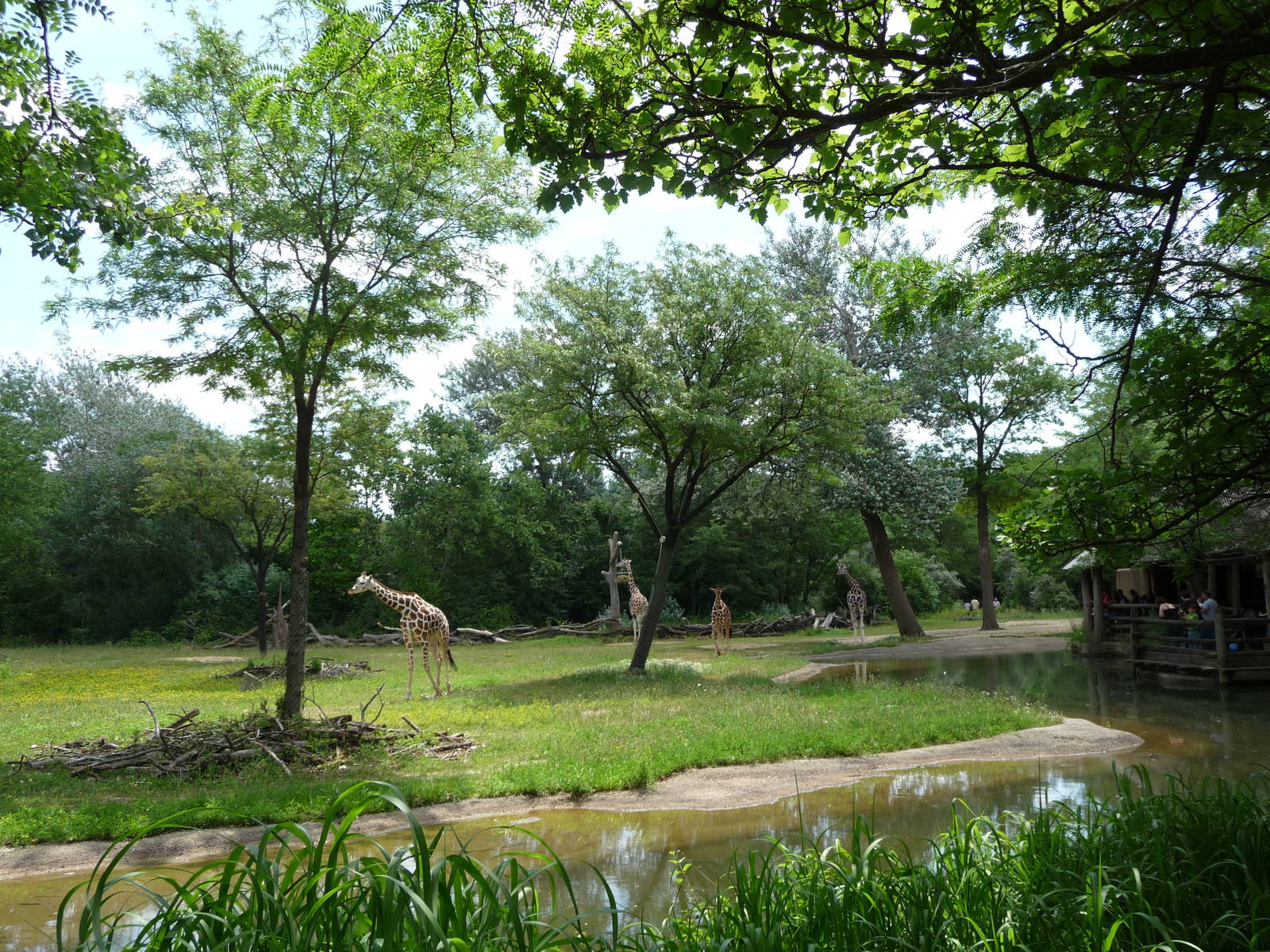 African Savannah - Brookfield Zoo