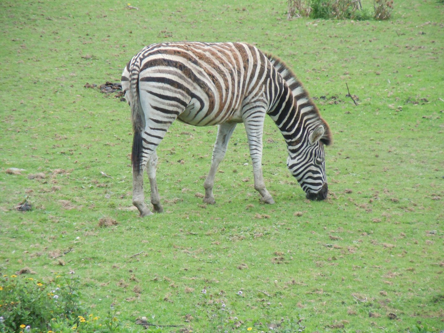 African Savannah - Chapman's zebra 070920
