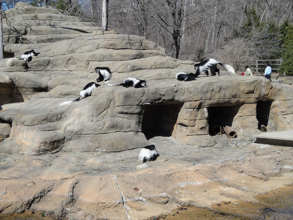 African Savannah - Colobus Monkeys