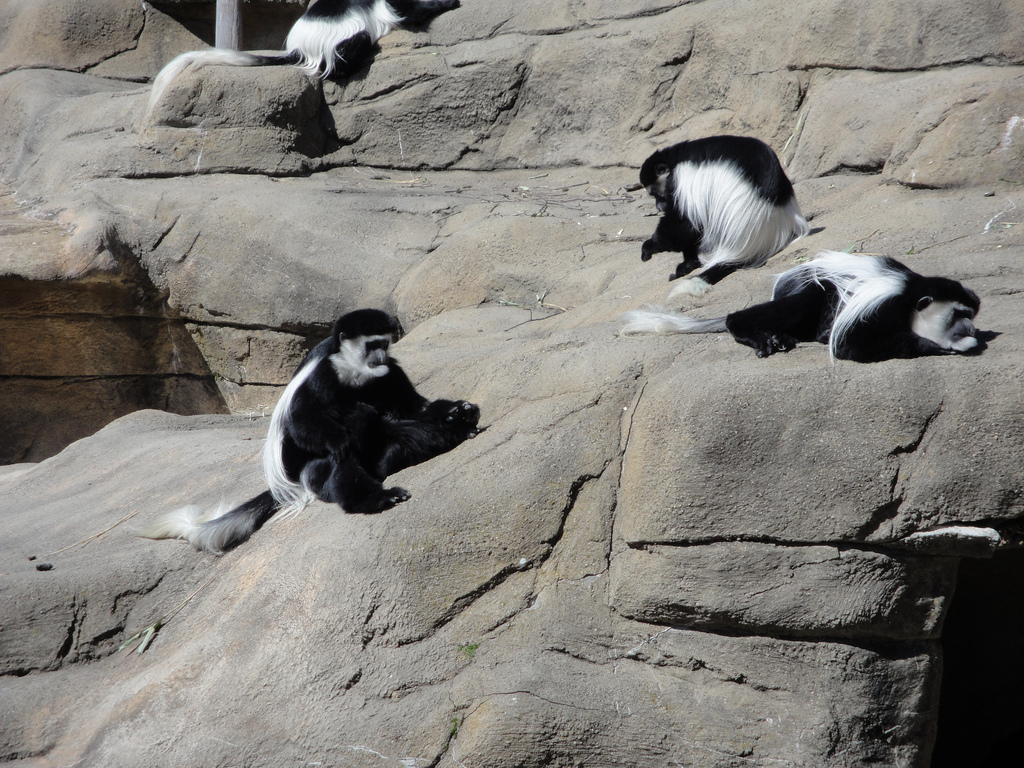 African Savannah - Colobus Monkeys