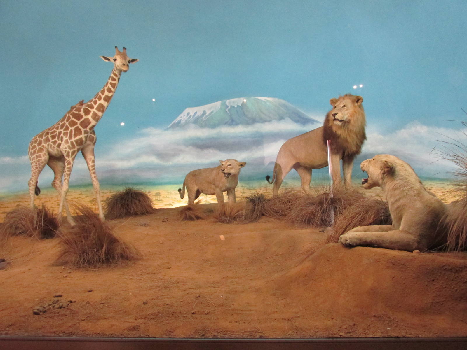 african savannah diorama museo de historia natural