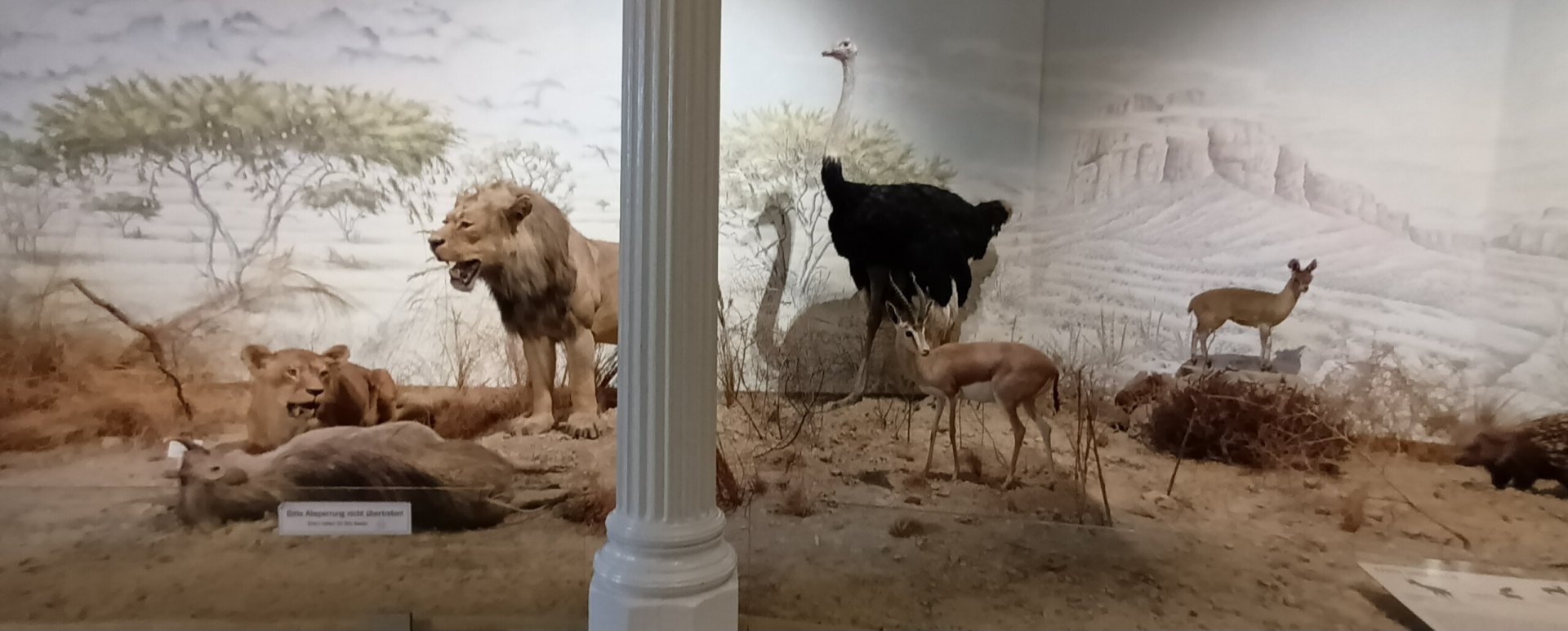 African Savannah Diorama