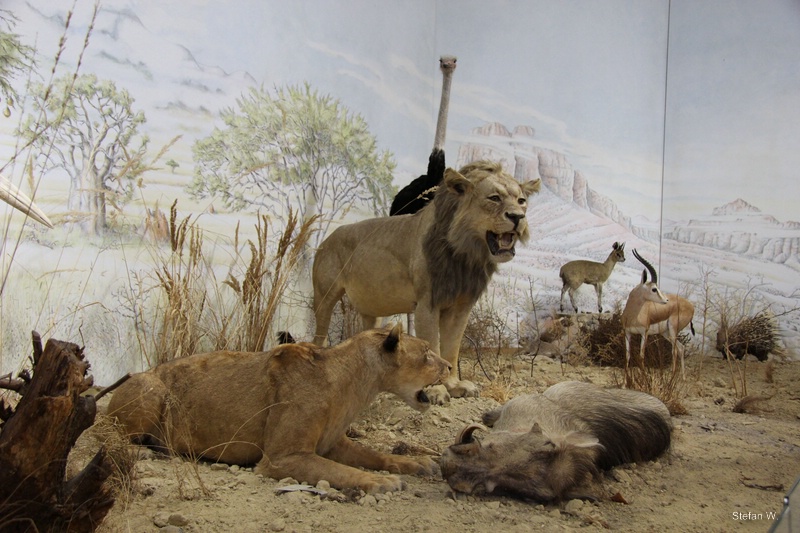 African Savannah Diplay