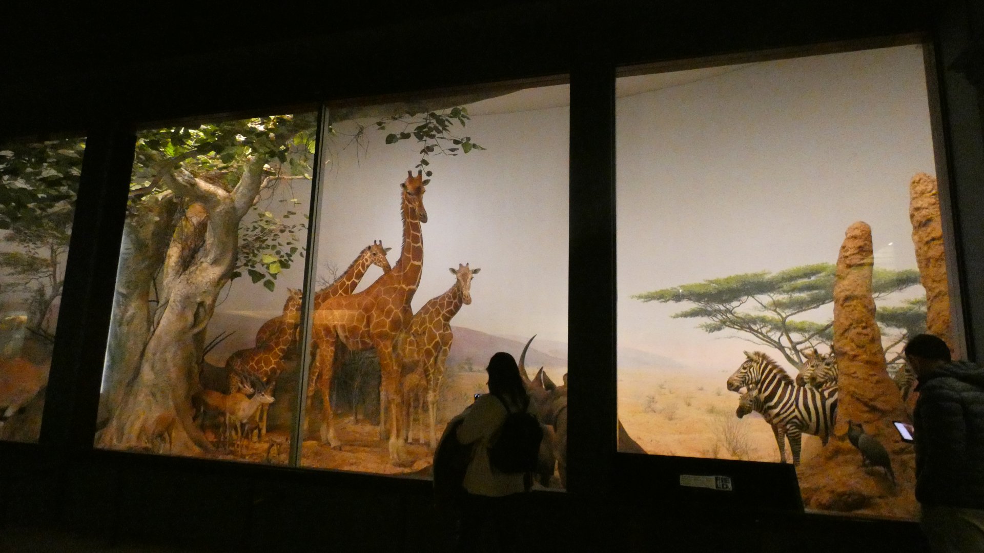 African Savannah Display, Mammals of Africa - Feb. 2022