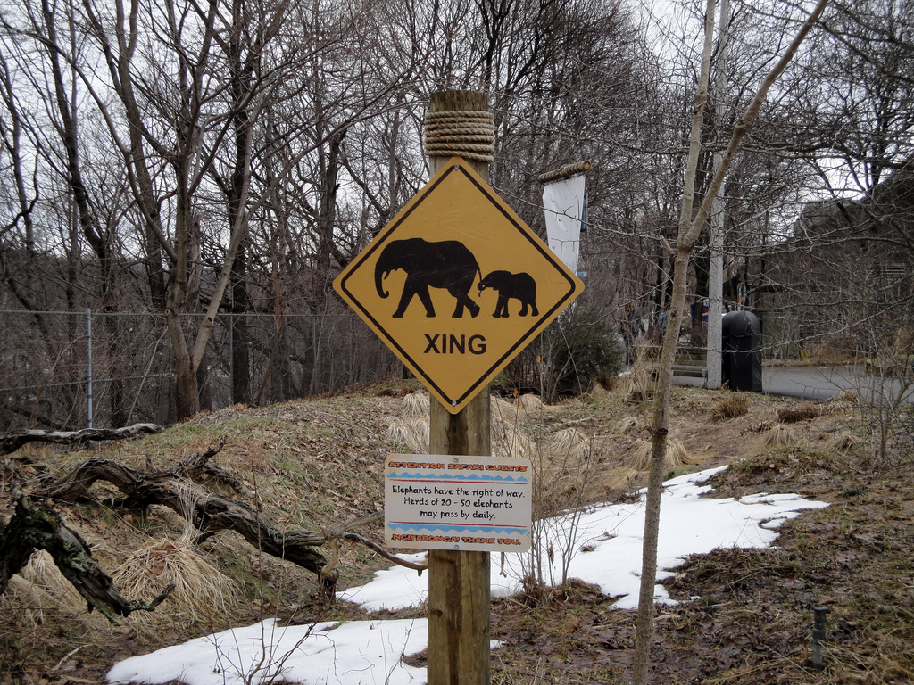 African Savannah - Elephant Crossing