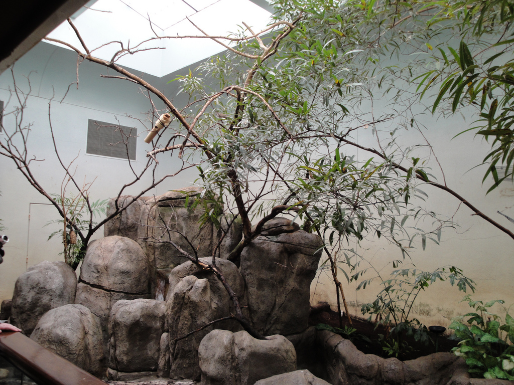 African Savannah - Elephant House Aviary