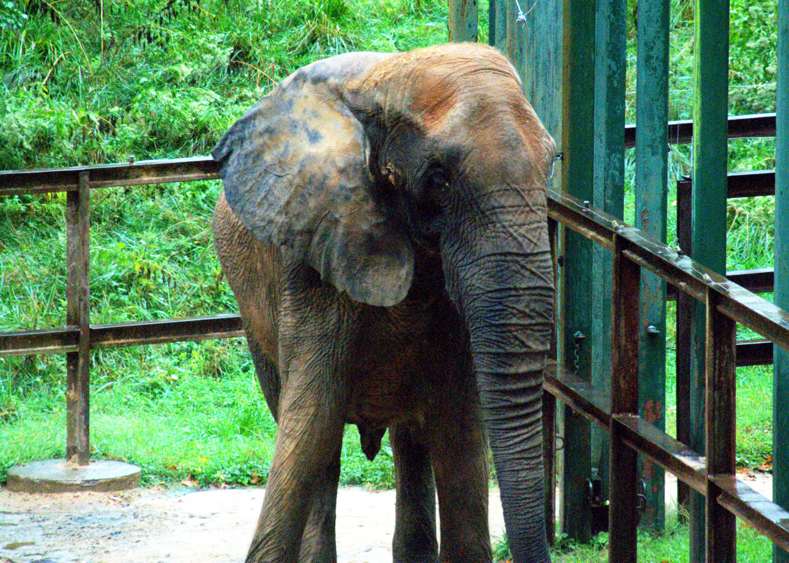 African savannah elephant