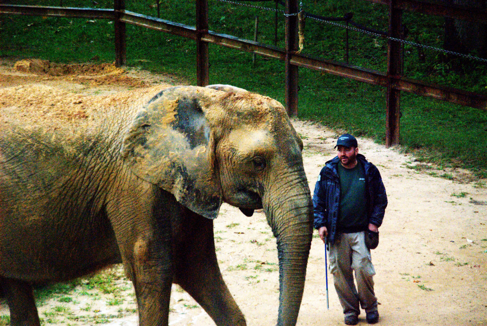 African savannah elephant