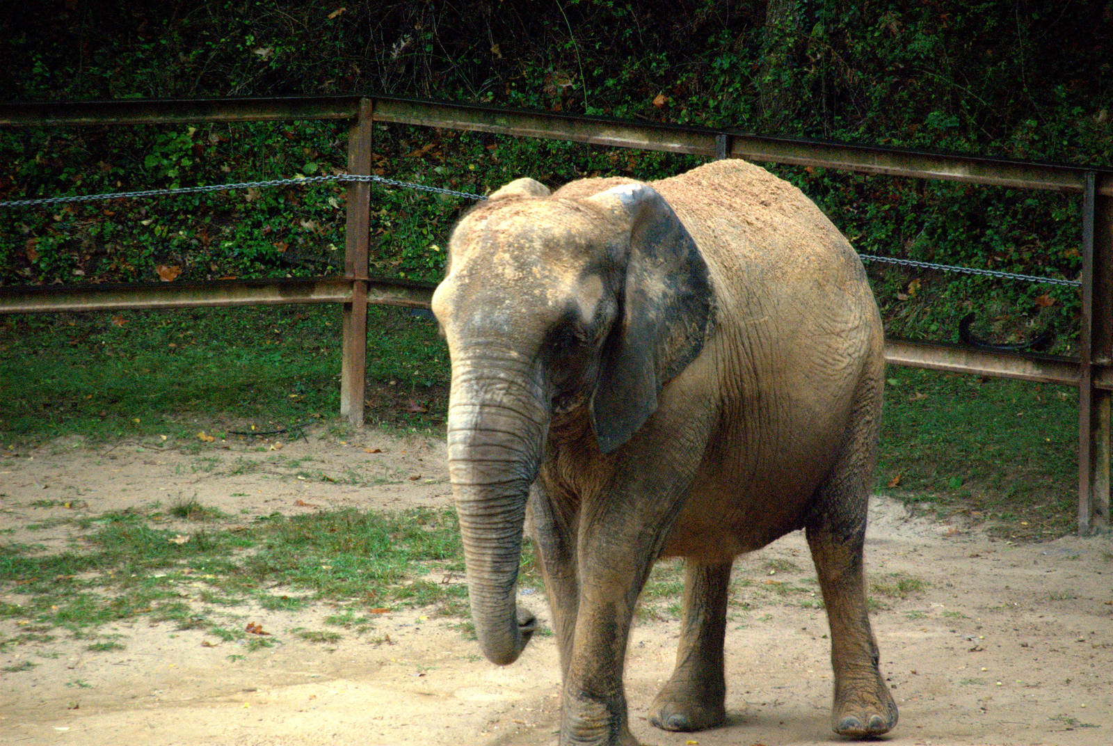 African savannah elephant