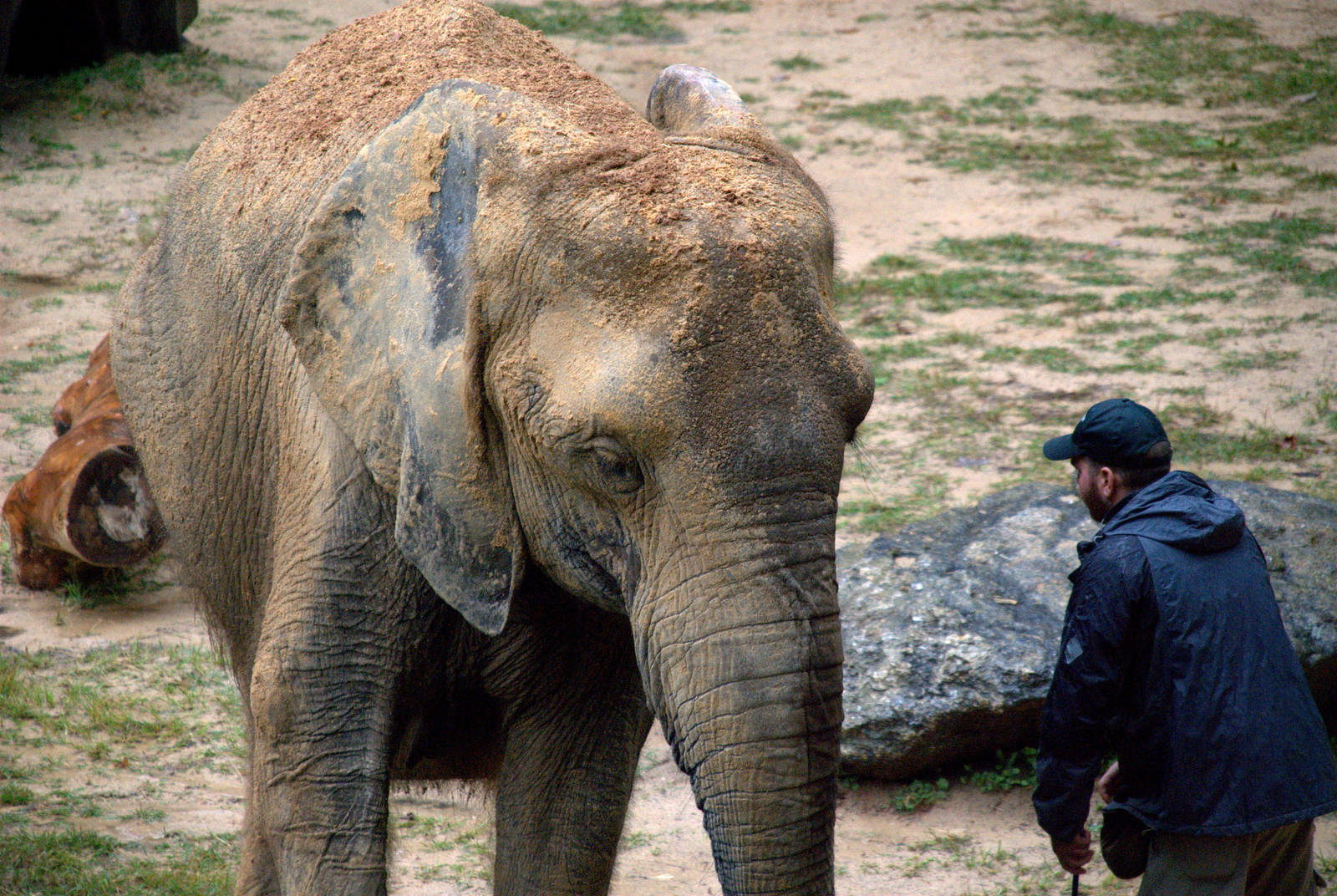 African savannah elephant