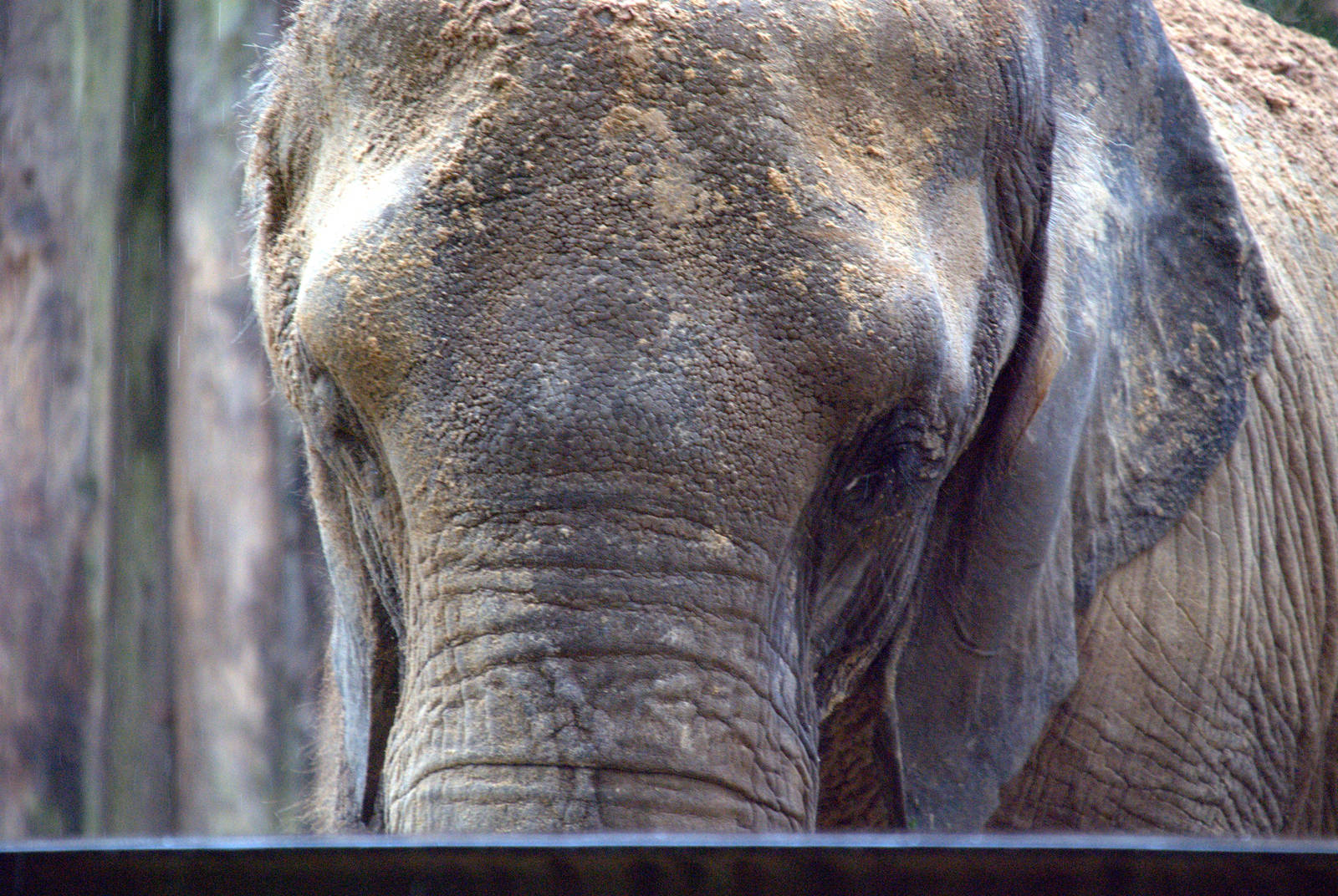 African savannah elephant
