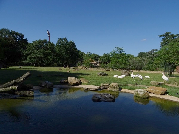 African savannah enclosure (07/22)