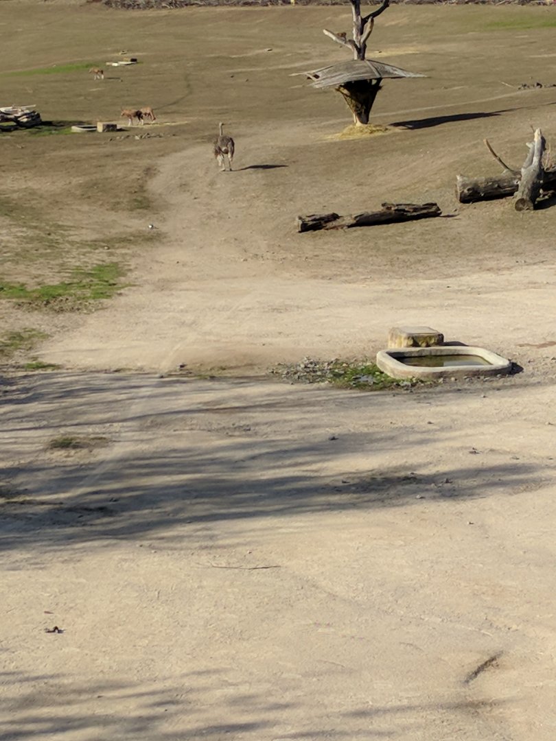 African Savannah Enclosure Zoo Praha 2018